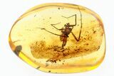 Detailed Fossil Spider (Araneae) In Baltic Amber #307787-1